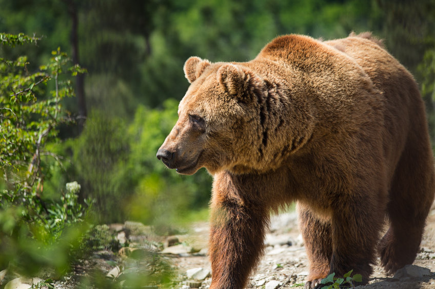 No, Bitcoin has never seen a bear market before: Be careful