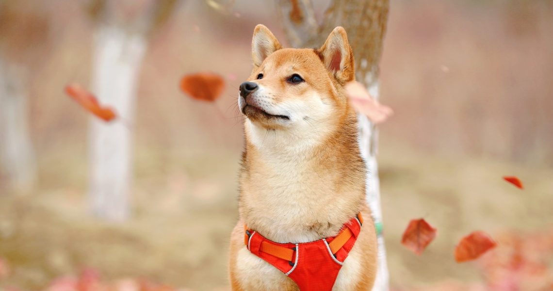 Shiba Inu (SHIB) Testnet Puppynet Hits 20 Million Transactions