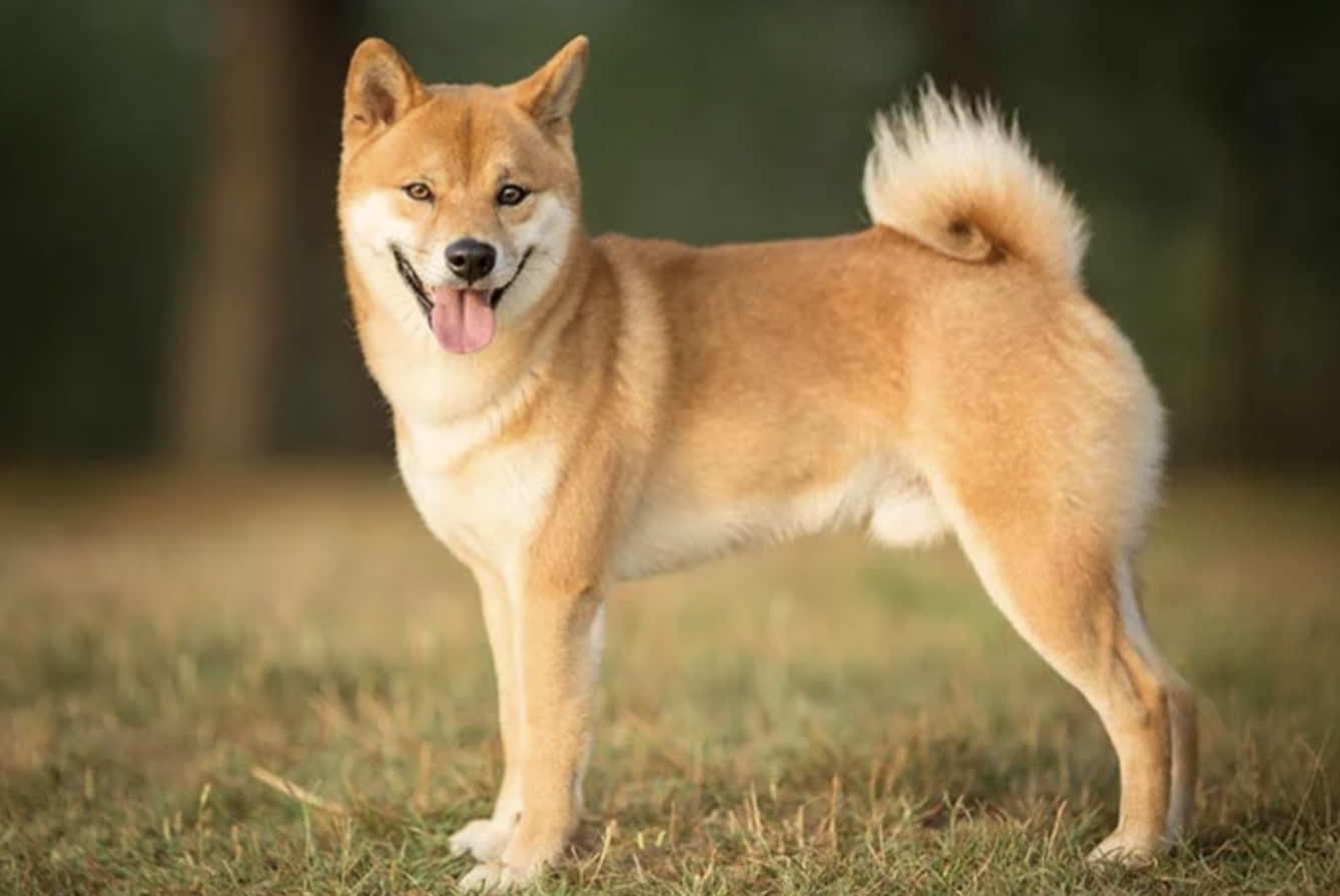 Shiba Inu Price Prediction: Can it Withstand the Fall with Wall Street Memes Token Capturing Investors' Attention