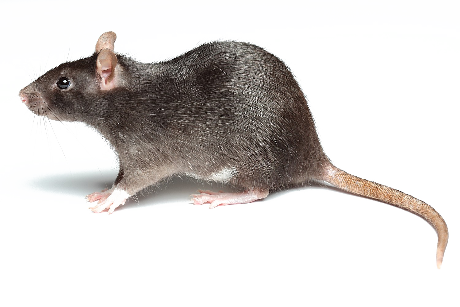 Rats RAT